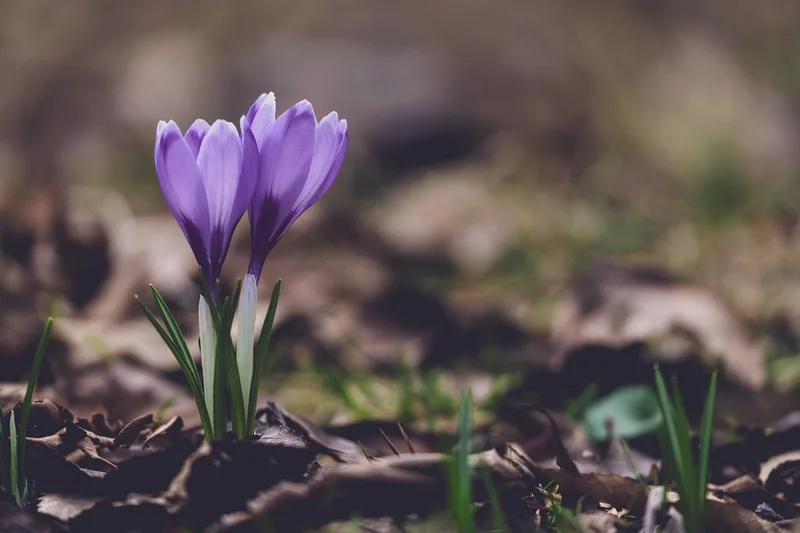 Crocus – photo 1