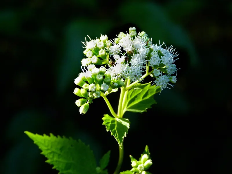 Eupatoire rugueuse – photo 1