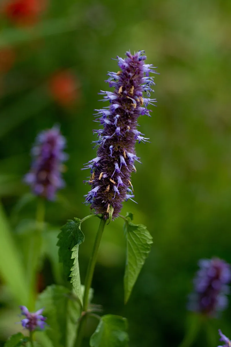 Agastache – photo 1