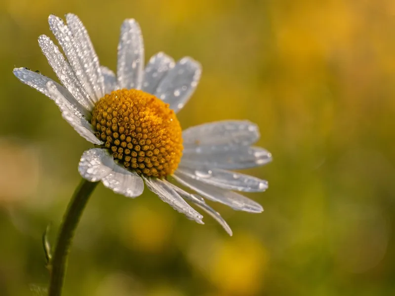 Marguerite blanche – photo 1