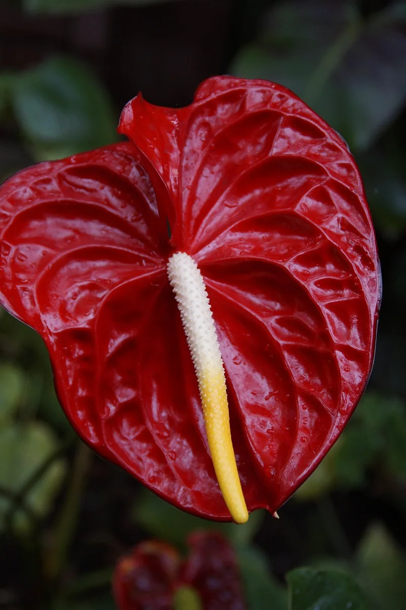 Anthurium – photo 1