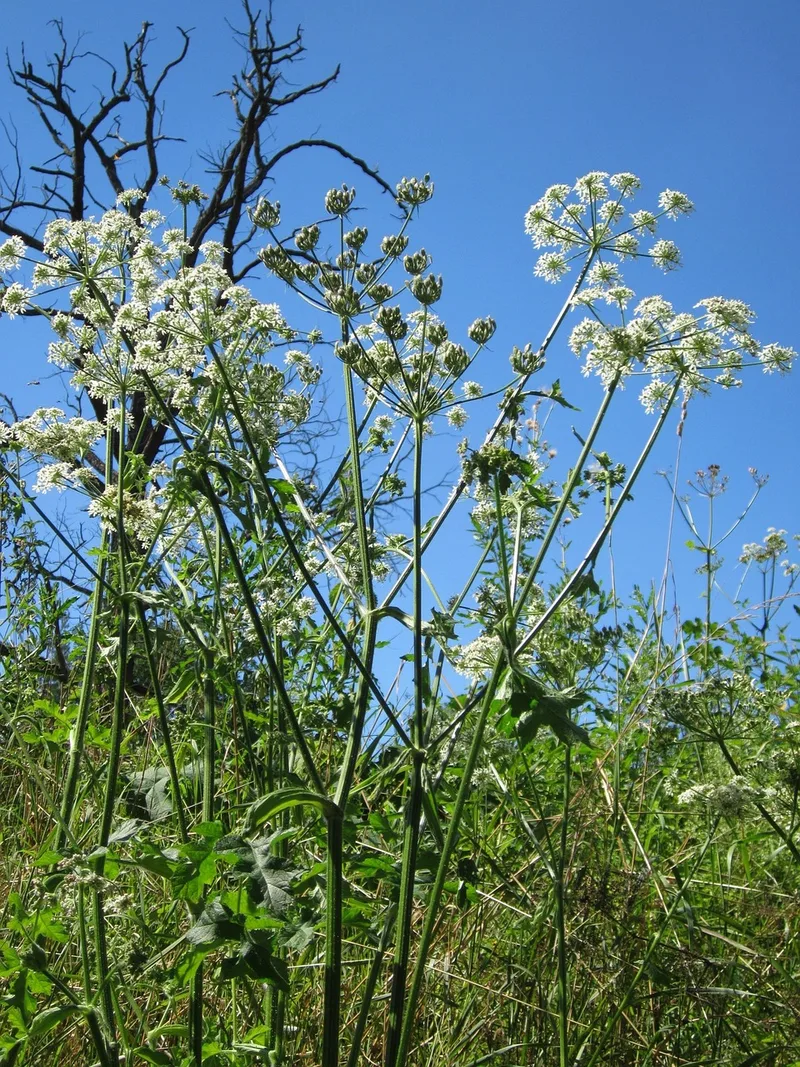 Berce – photo 1
