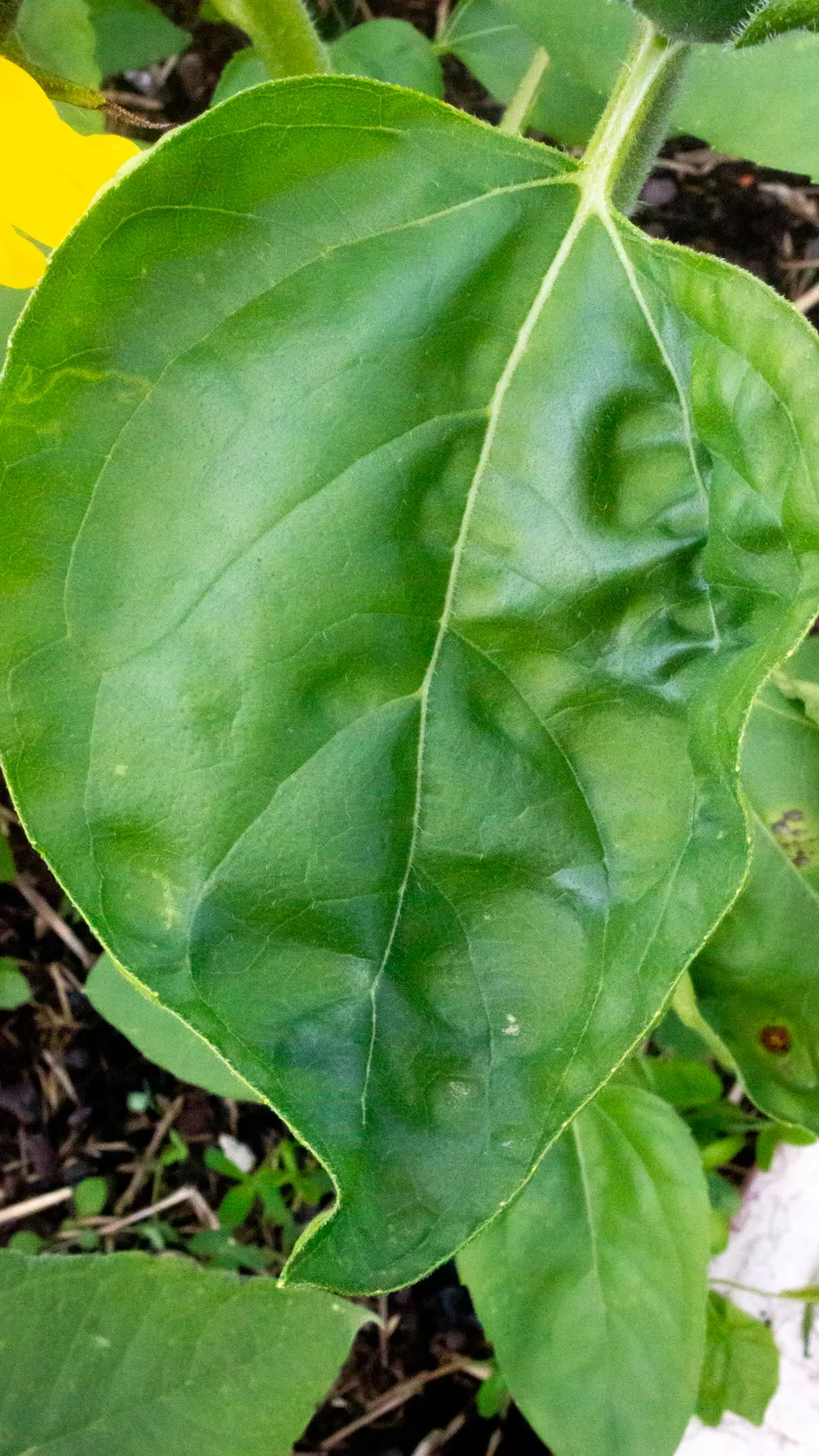 Tournesol – photo 3