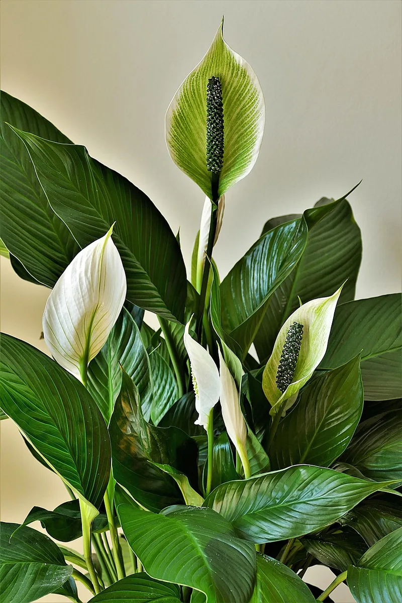 Spathiphyllum – photo 1