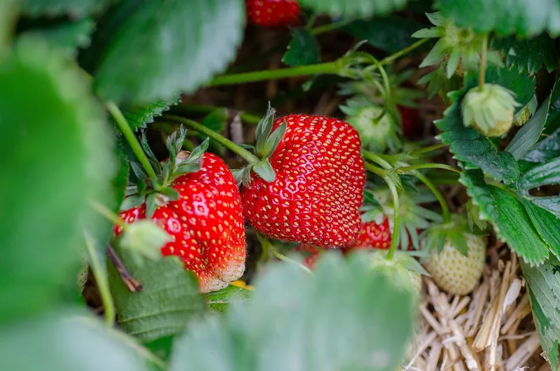 Fraisier – photo 6