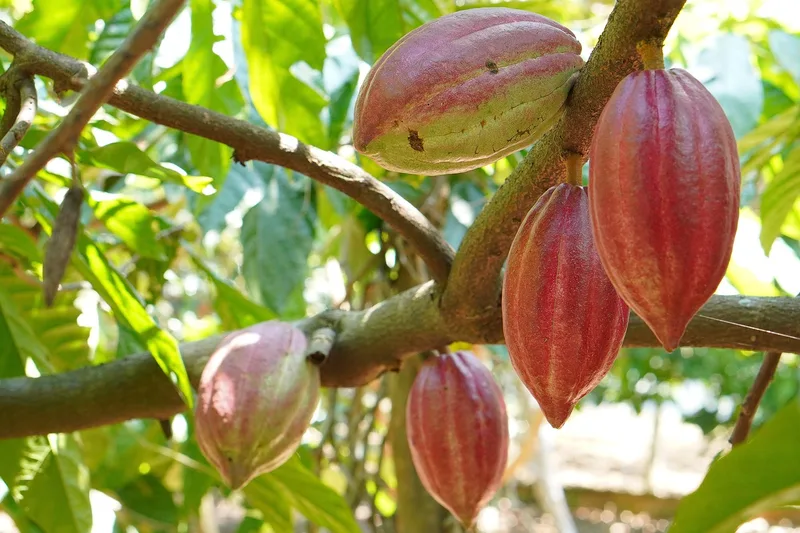 Cacaoyer – photo 1