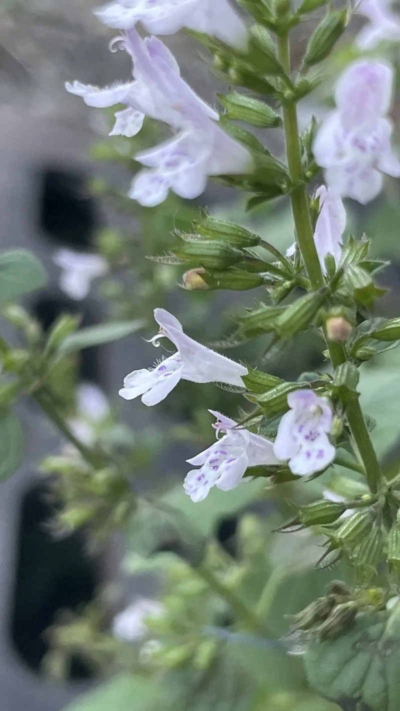 Mélisse officinale – photo 4