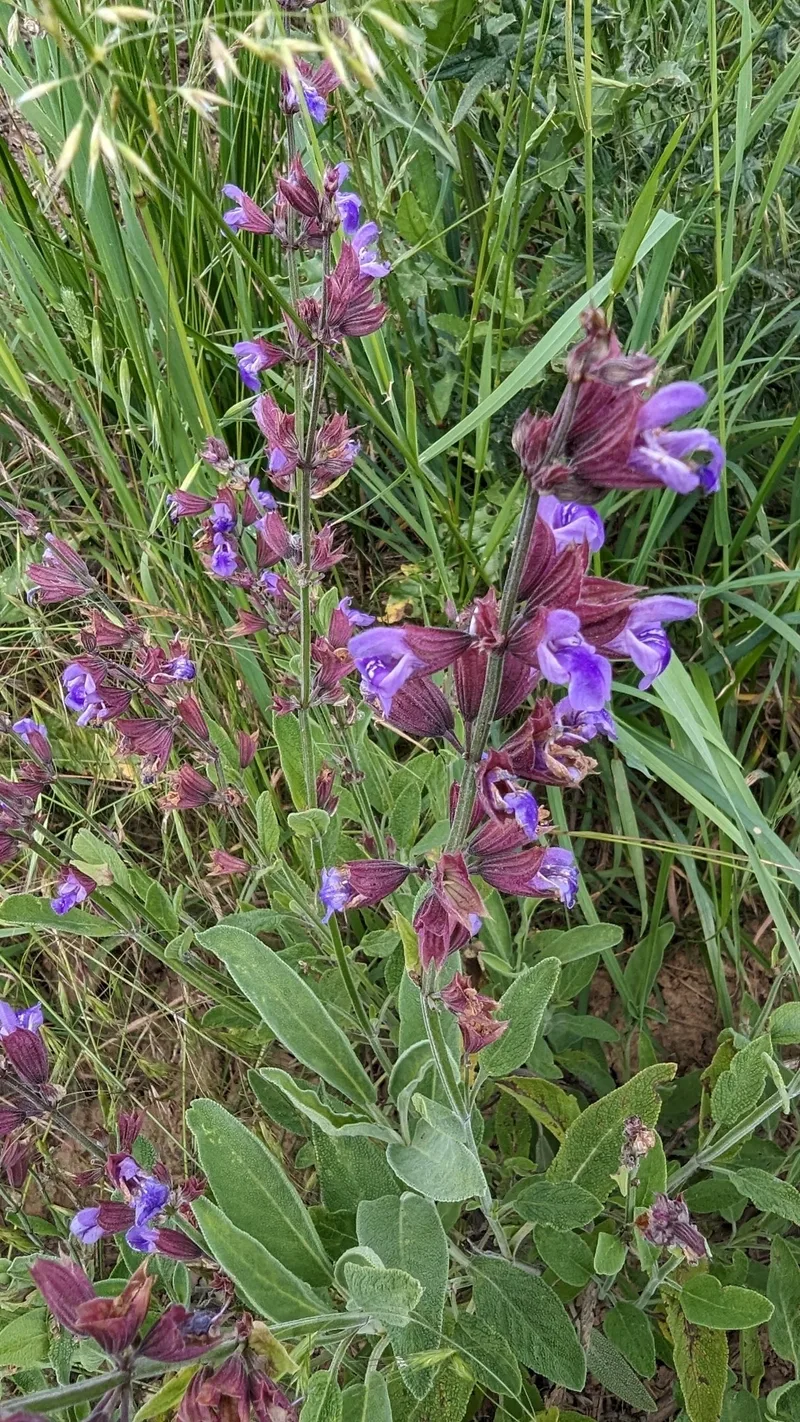 Sauge officinale – photo 1