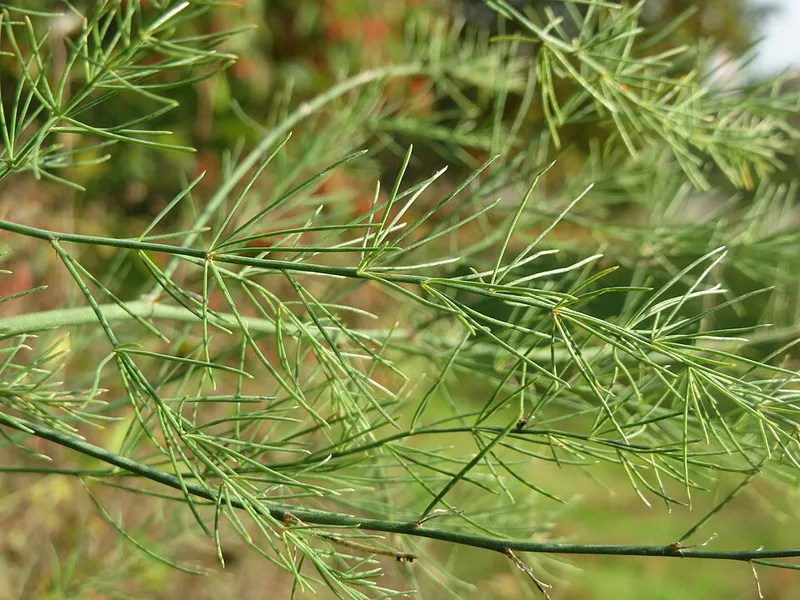 Asperge – photo 2