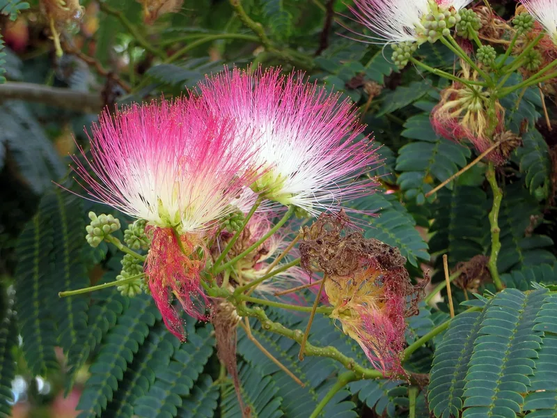 Albizia – photo 1