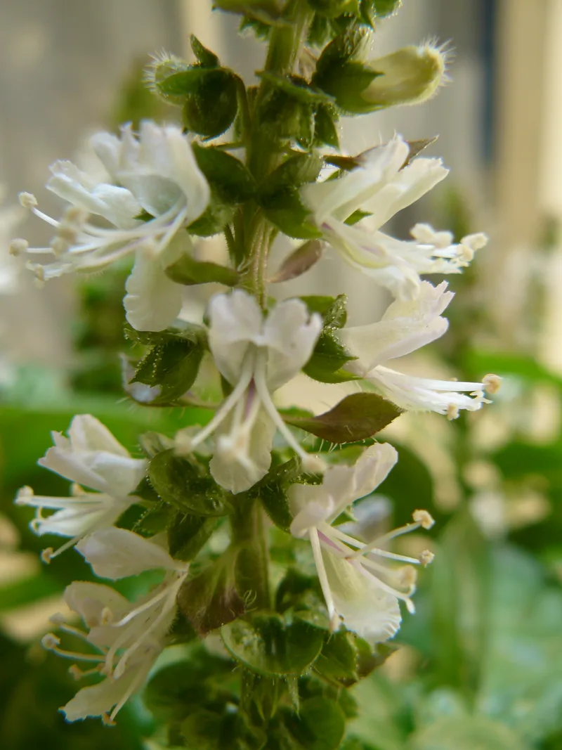 Basilic – photo 5