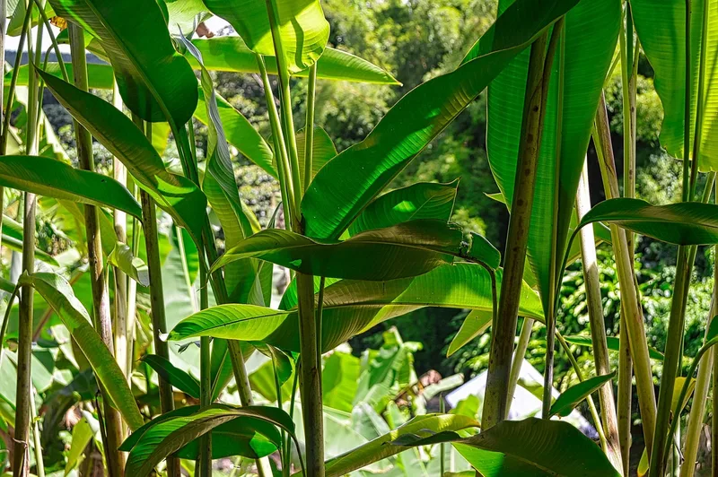 Abaca ou Chanvre des Manilles – photo 1