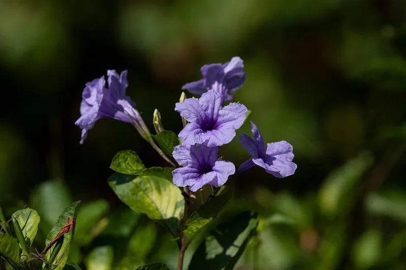 Pétunia Mexicain – photo 1